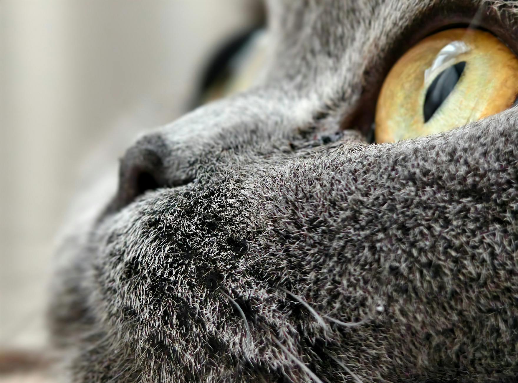Why Are Cats Attracted to Chewing on Paper and Cardboard?