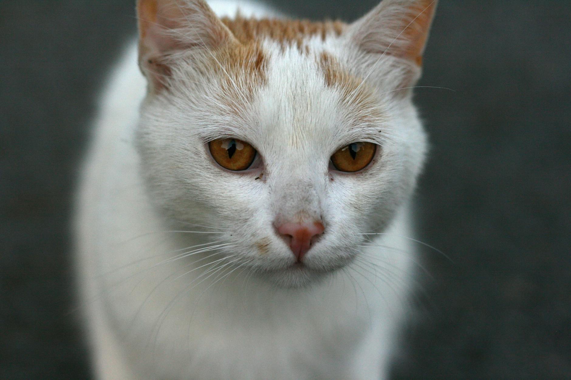 Why Can't Cats Have Honey and What Makes It Dangerous?