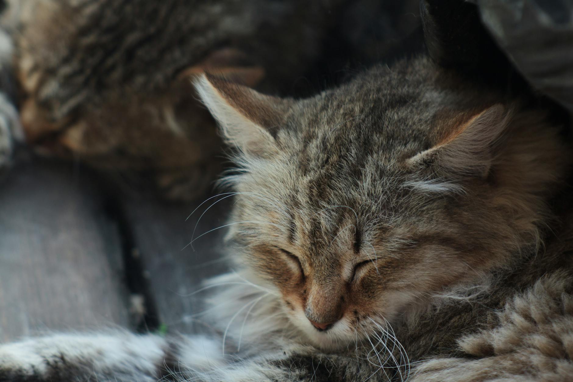 Why Can't Cats Have Sugar?