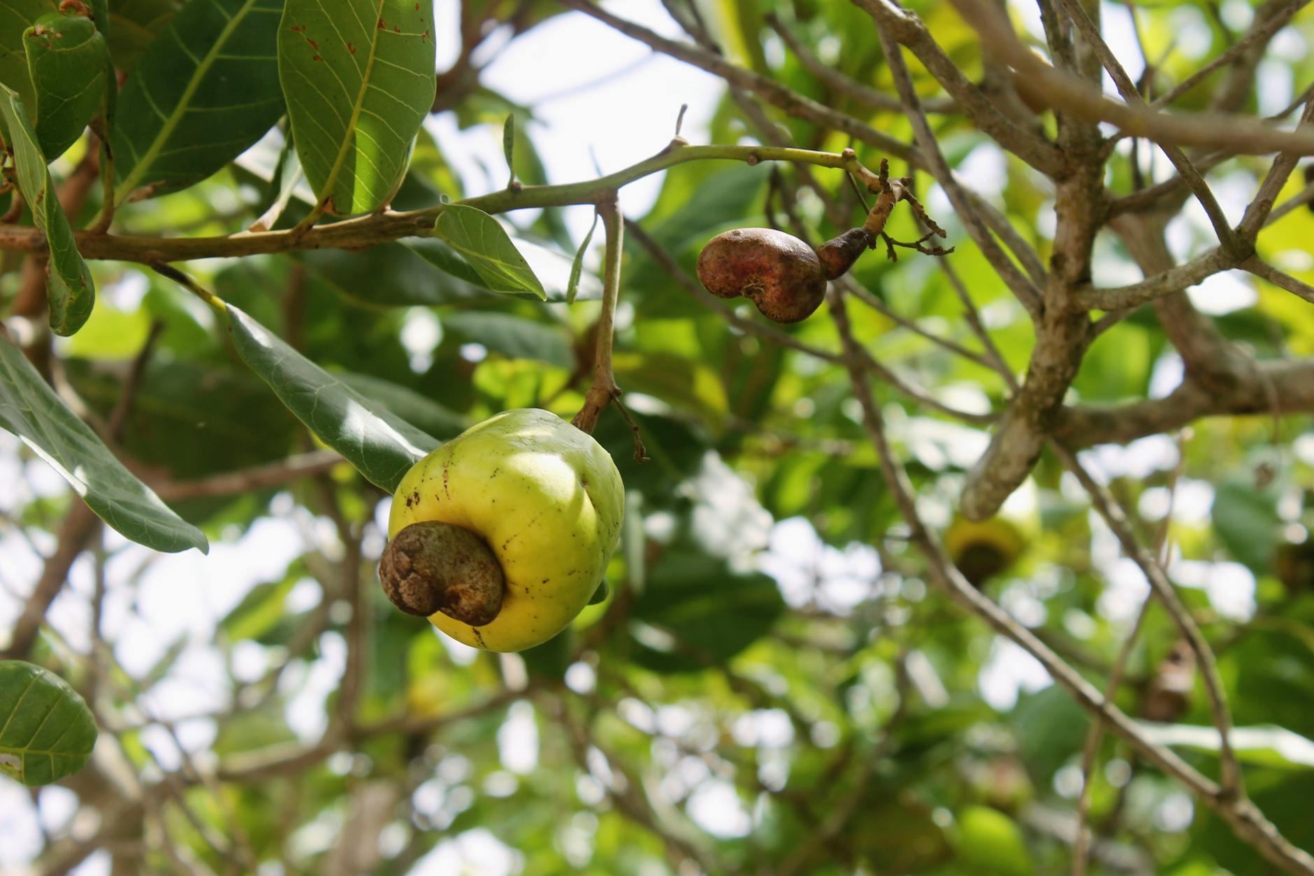 WHY CASHEWS ARE PROBLEMATIC FOR CATS