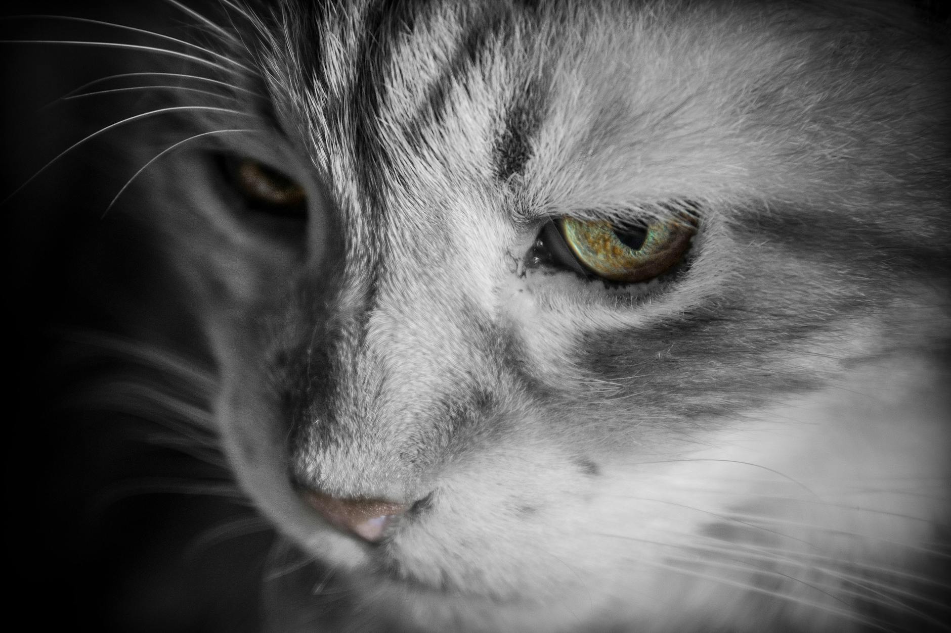 Why Cats and Dogs Cannot Share Food Bowls Safely