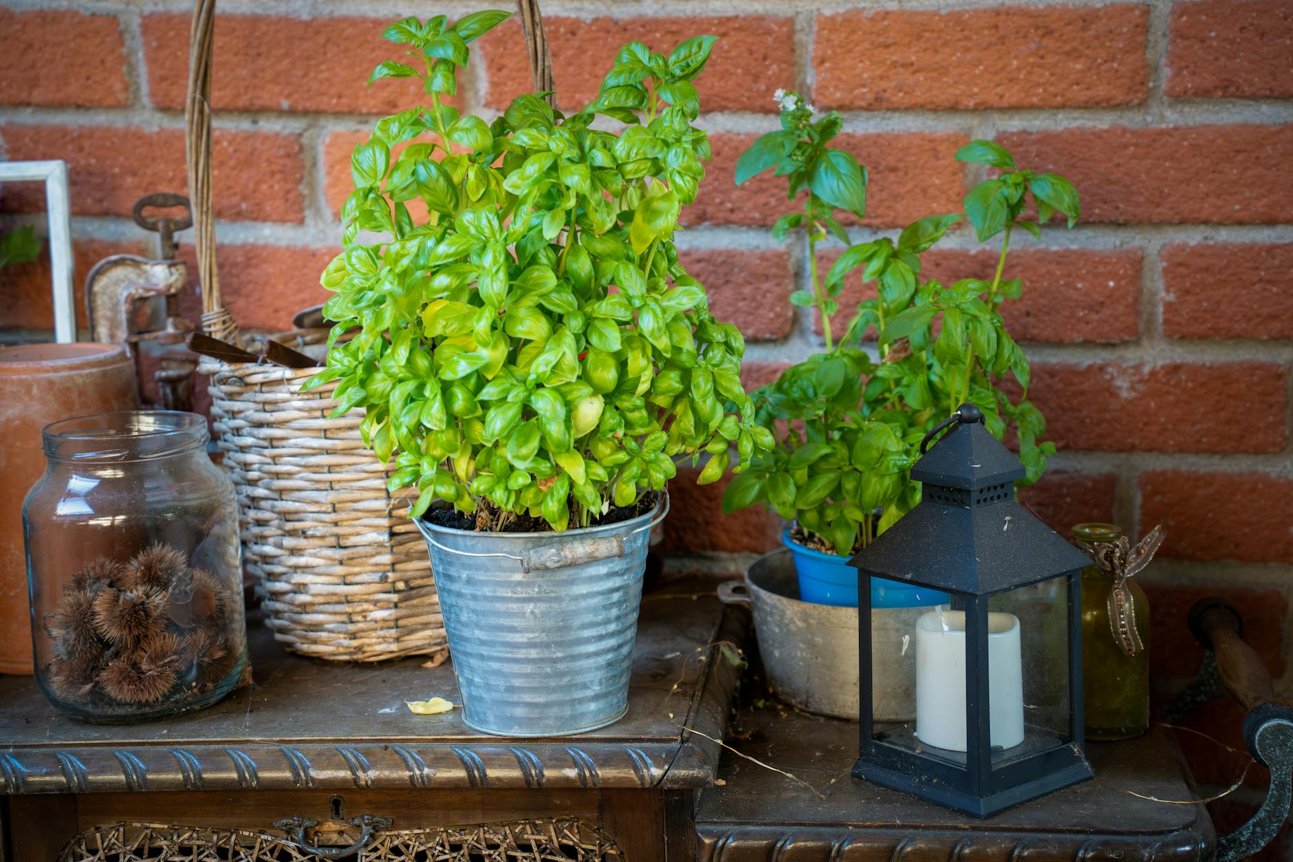 WHY CATS ARE ATTRACTED TO BASIL