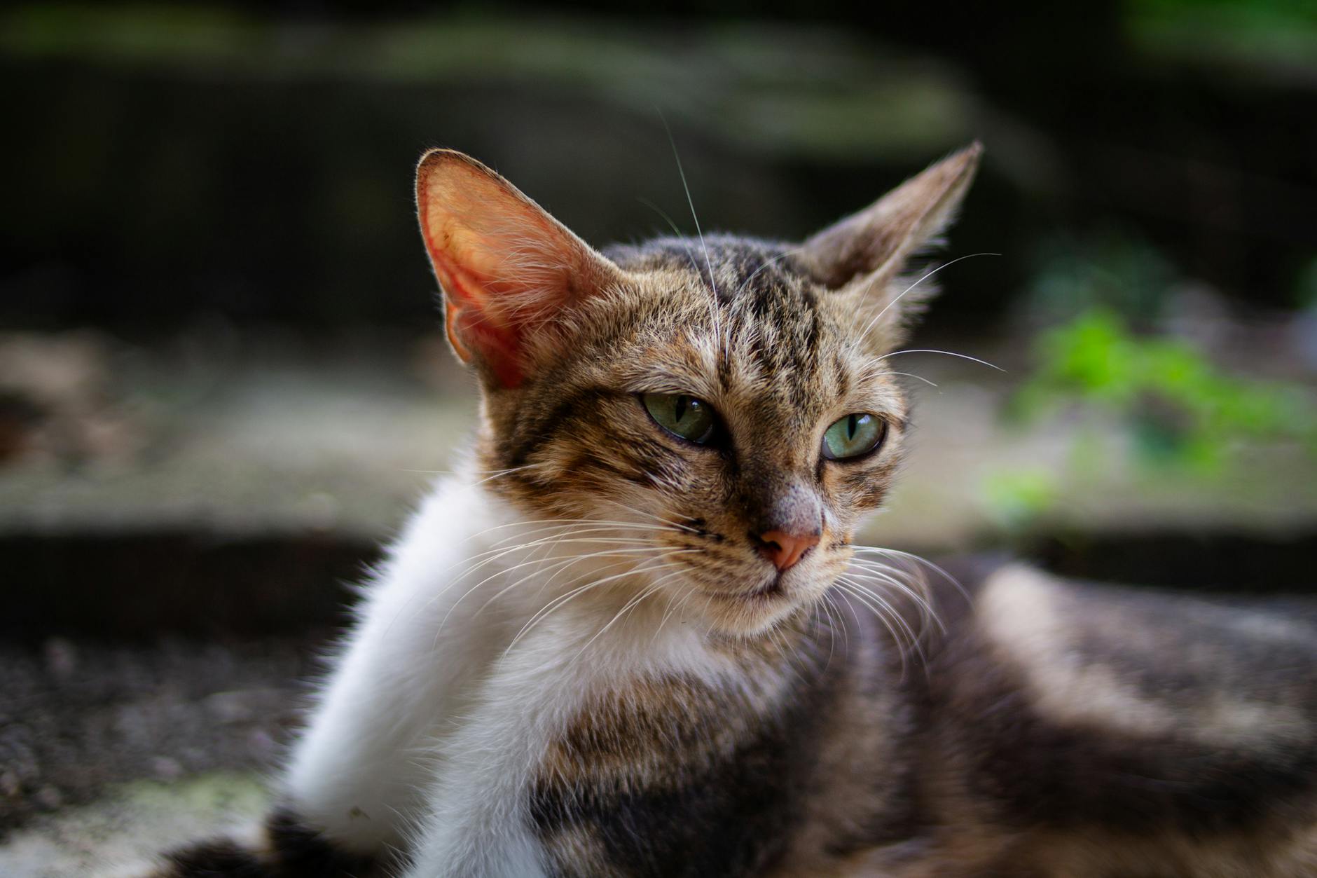 Why Cats Are Drawn to Aluminum Foil and What Makes It Dangerous