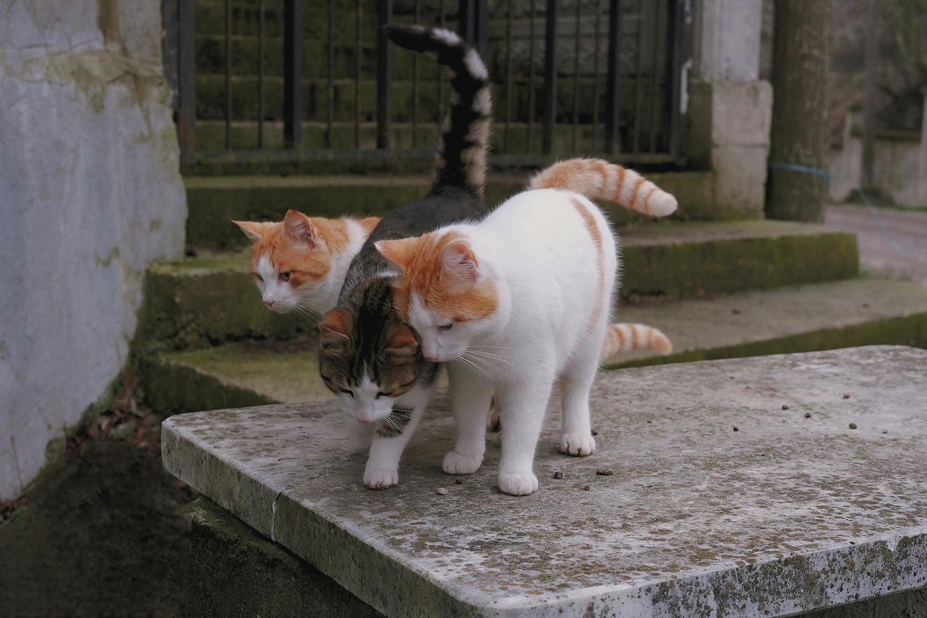 Why Cats Are Drawn to Coffee Pods