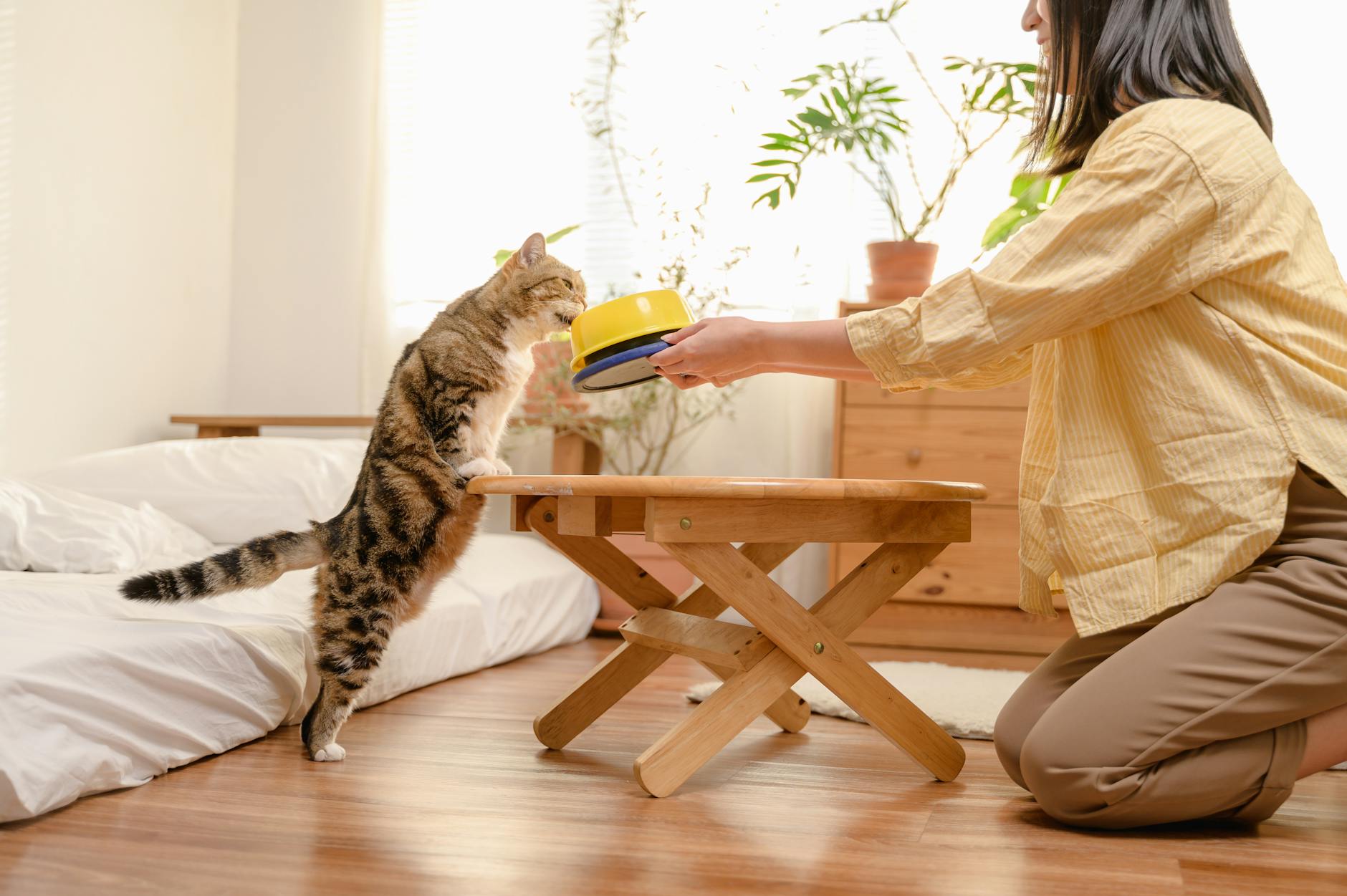 Why Cats Beg and How Table Feeding Reinforces Bad Behavior