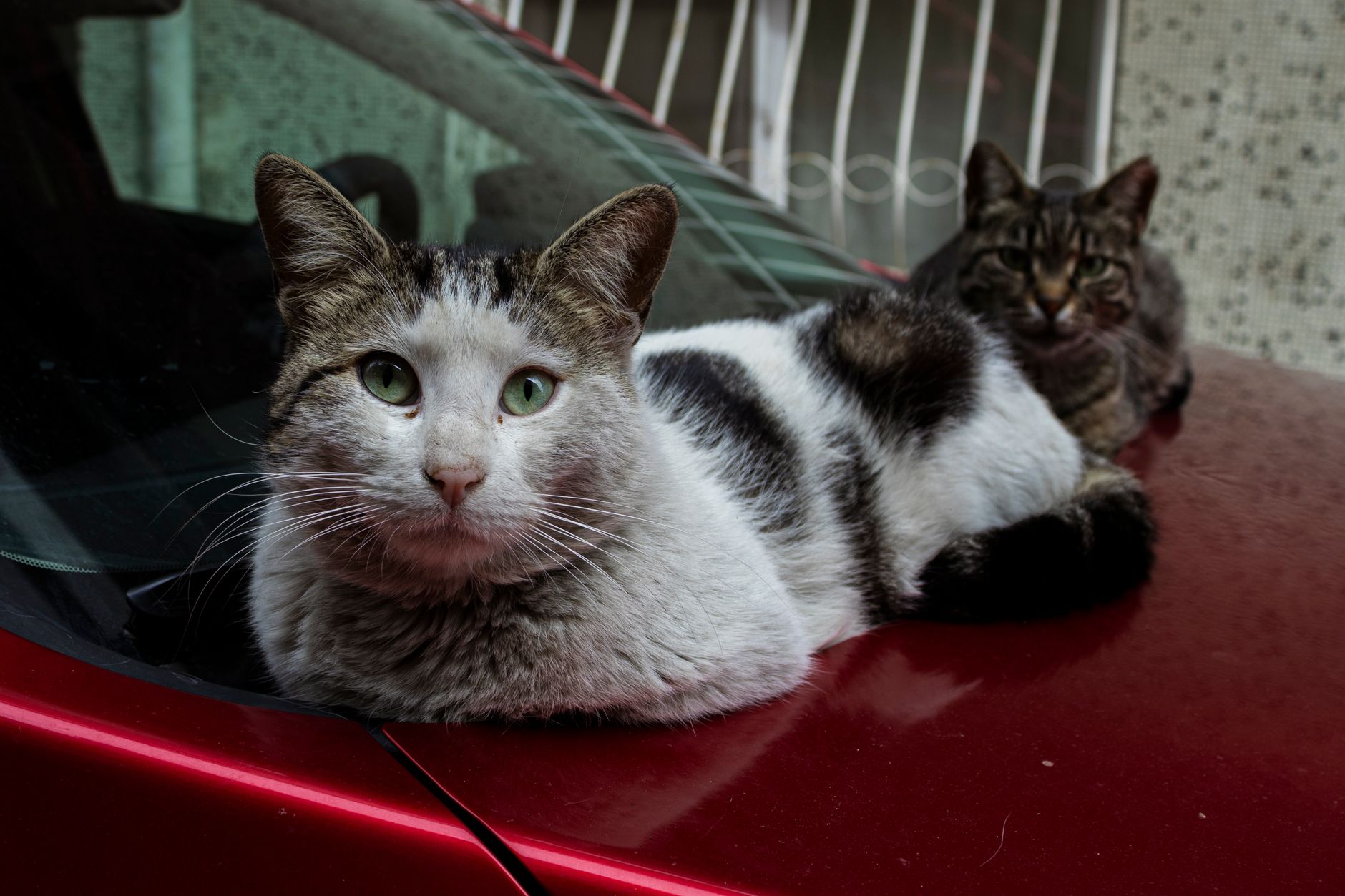 WHY CATS DON'T NEED CASHEWS