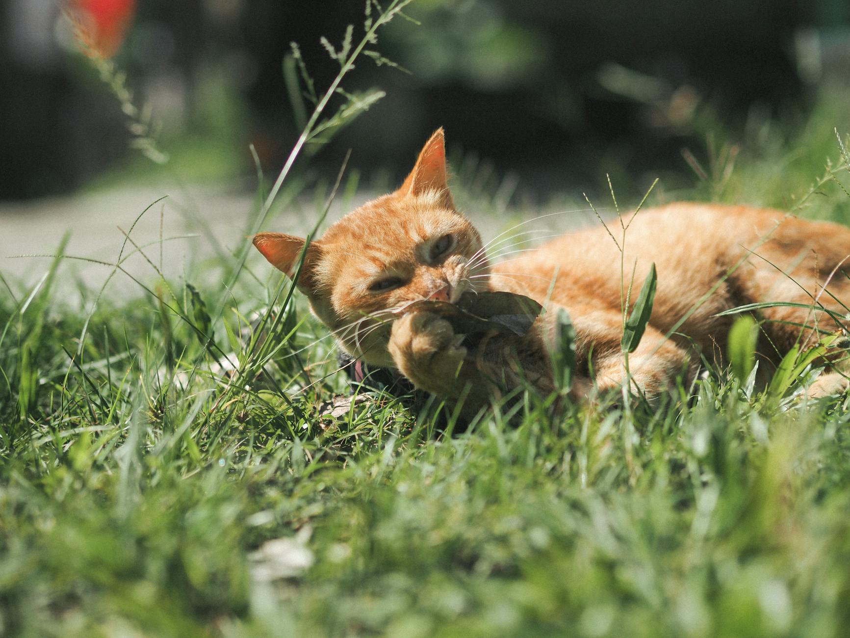 WHY DO CATS CHEW ON WOODEN SPOONS?