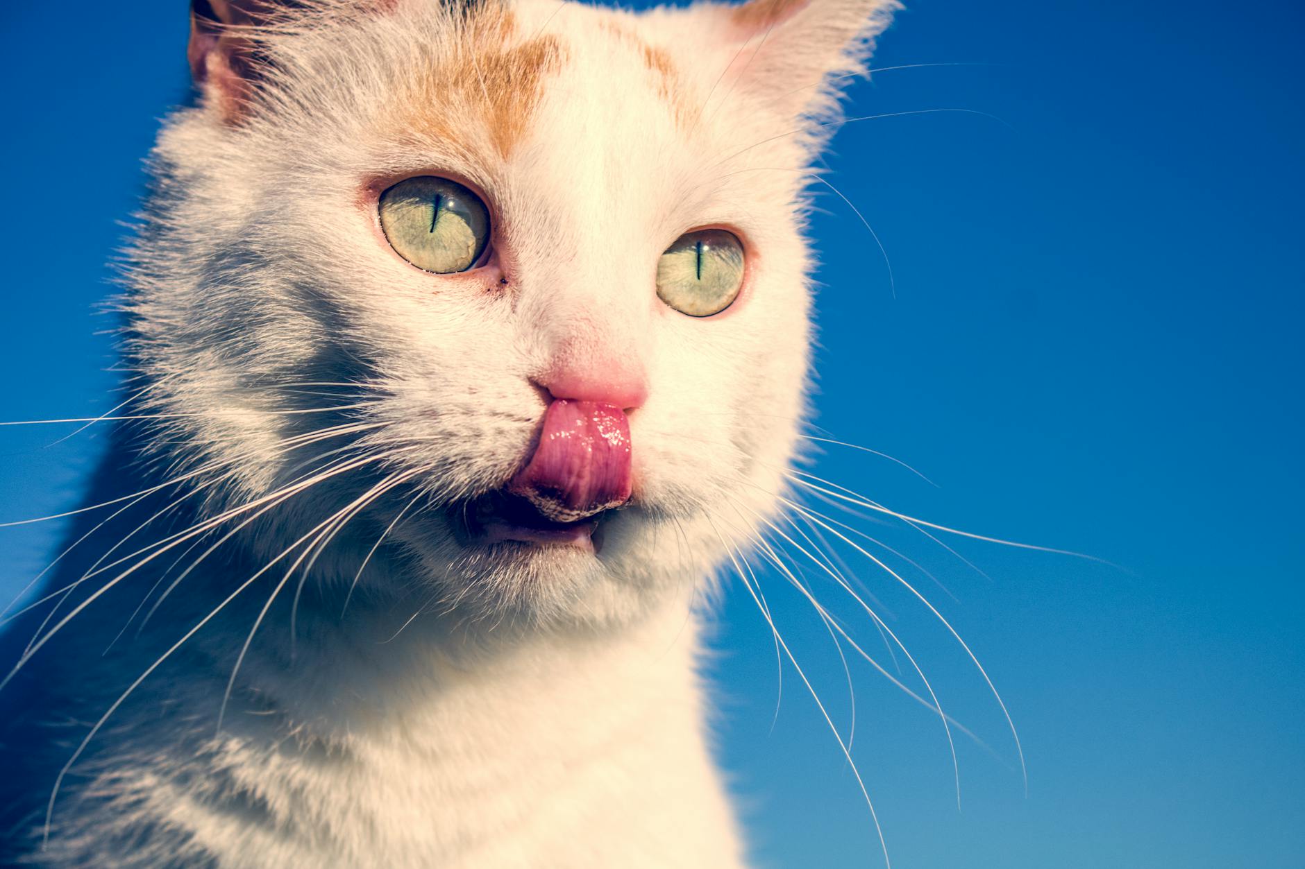 Why Do Cats Lick Your Face and Lips?