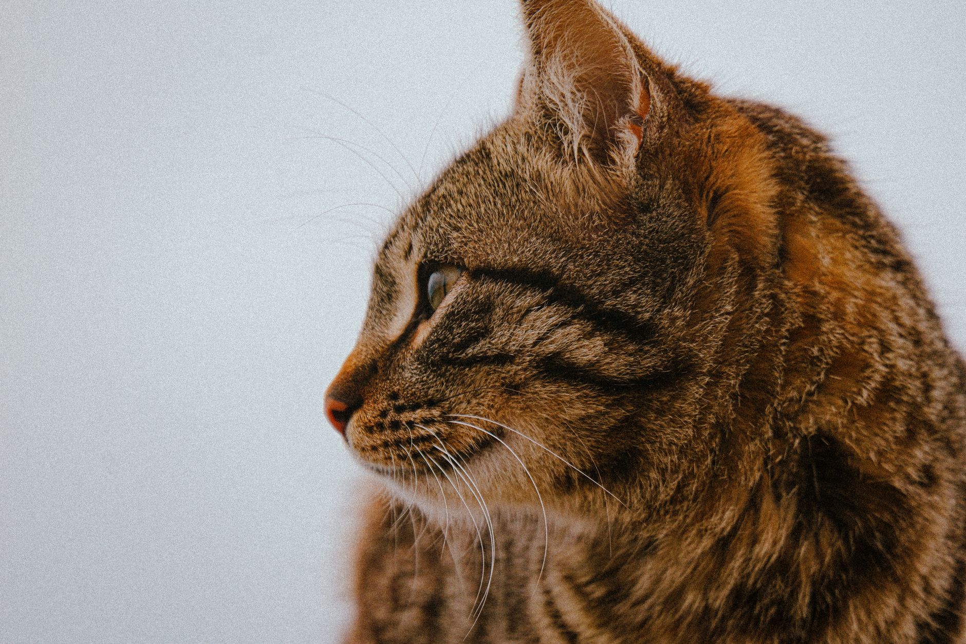 Why Do Cats Love Sleeping Under Blankets?