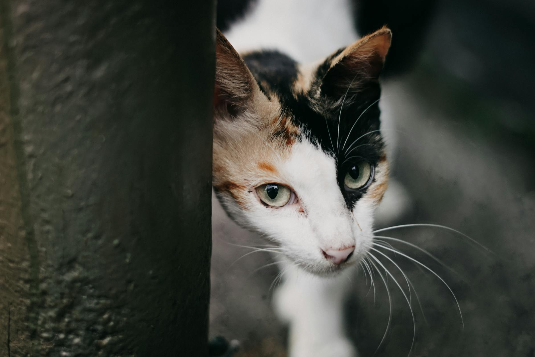 WHY DO CATS SEEK OUT AND EAT GRASS?