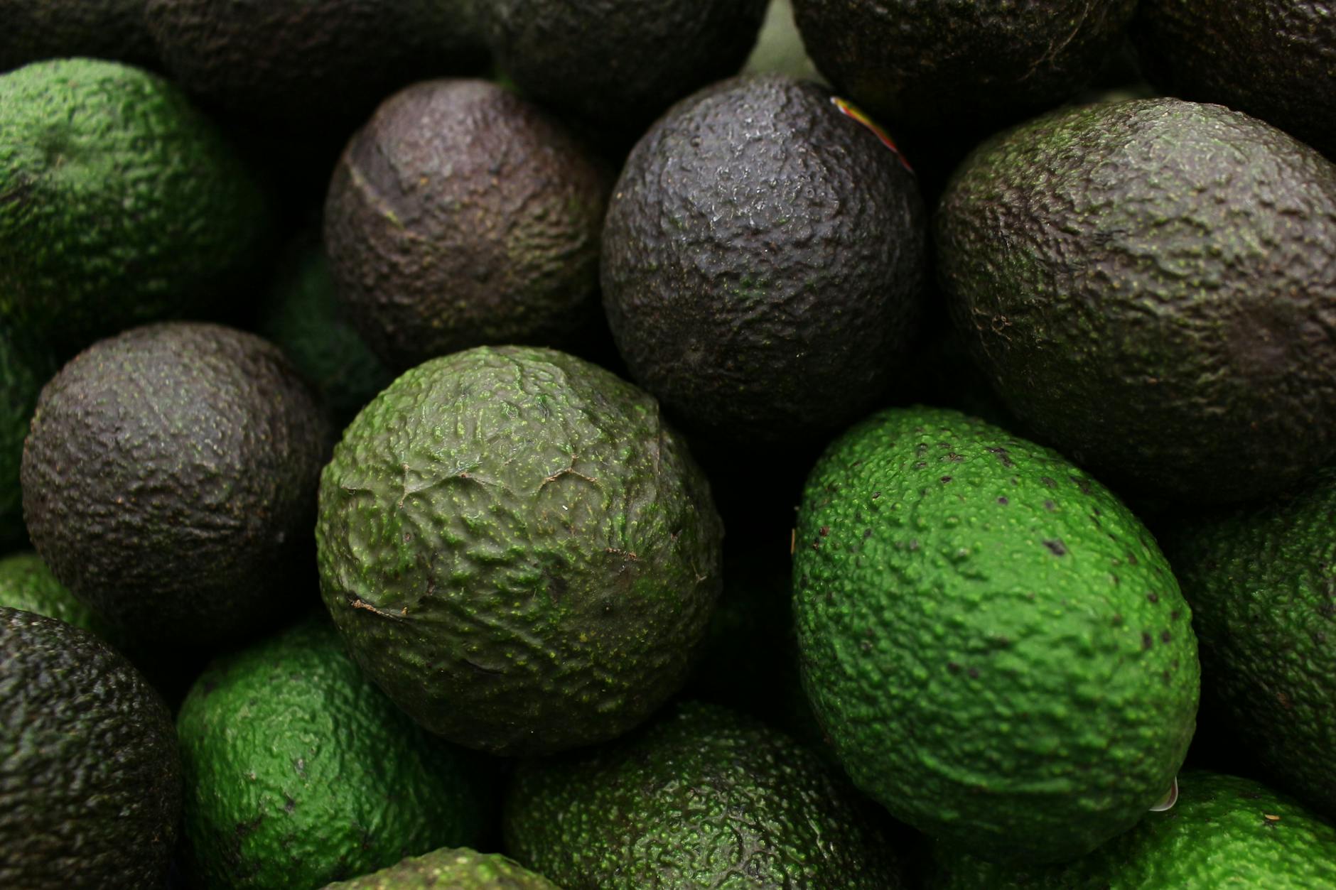 WHY IS AVOCADO TOXIC TO CATS?