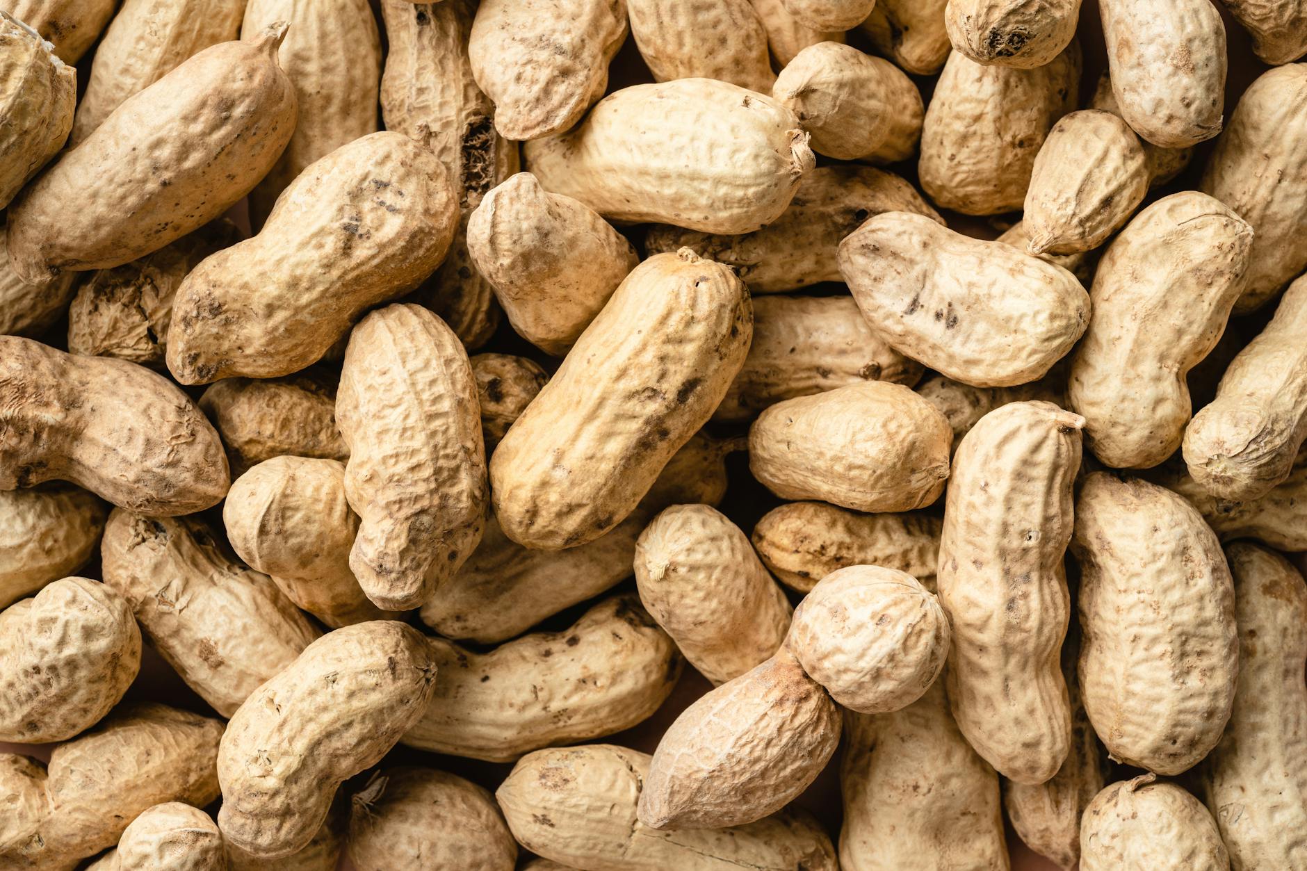 Why Peanuts Are Problematic for Feline Digestion
