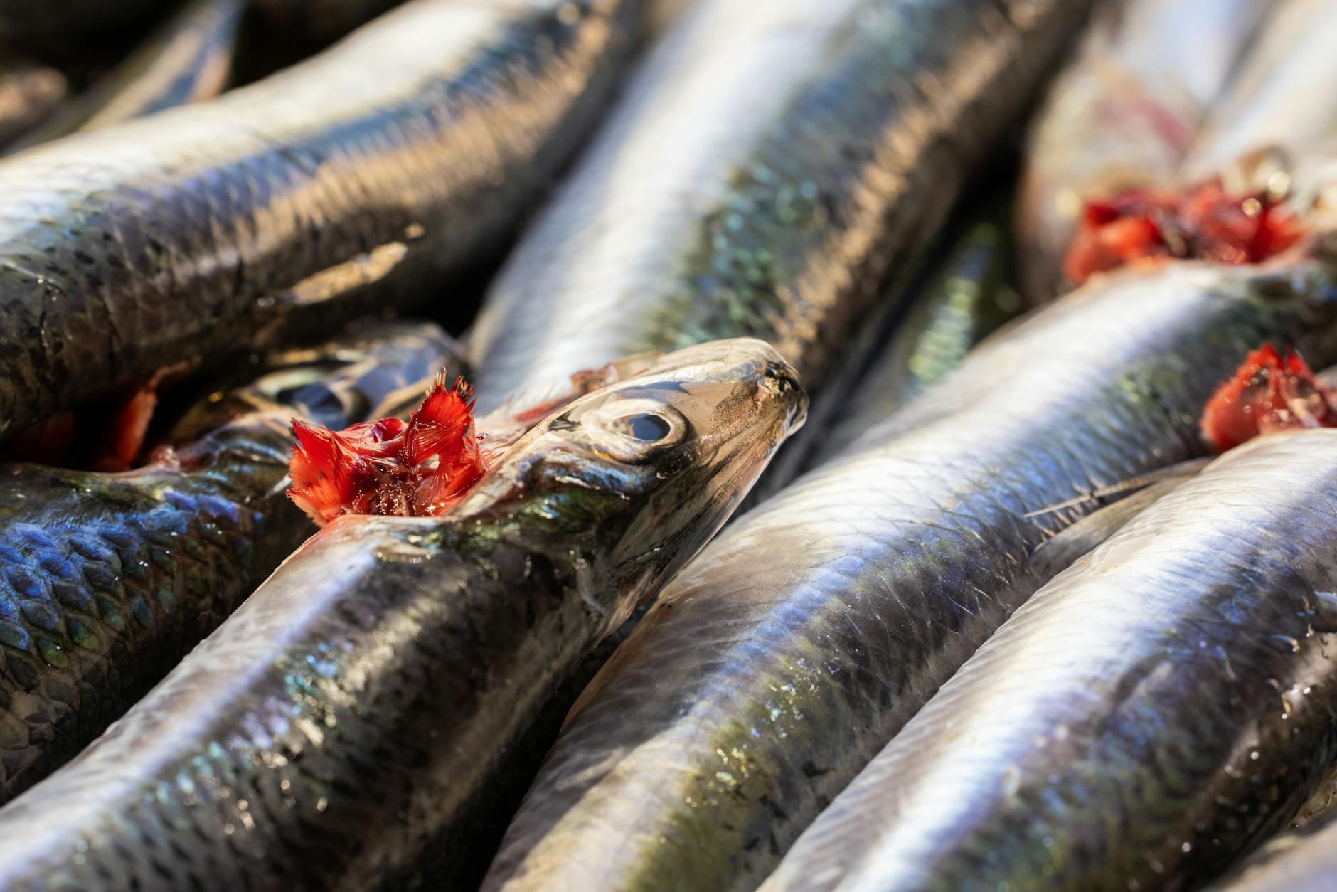 Why Raw Fish in Sushi Is Dangerous for Cats