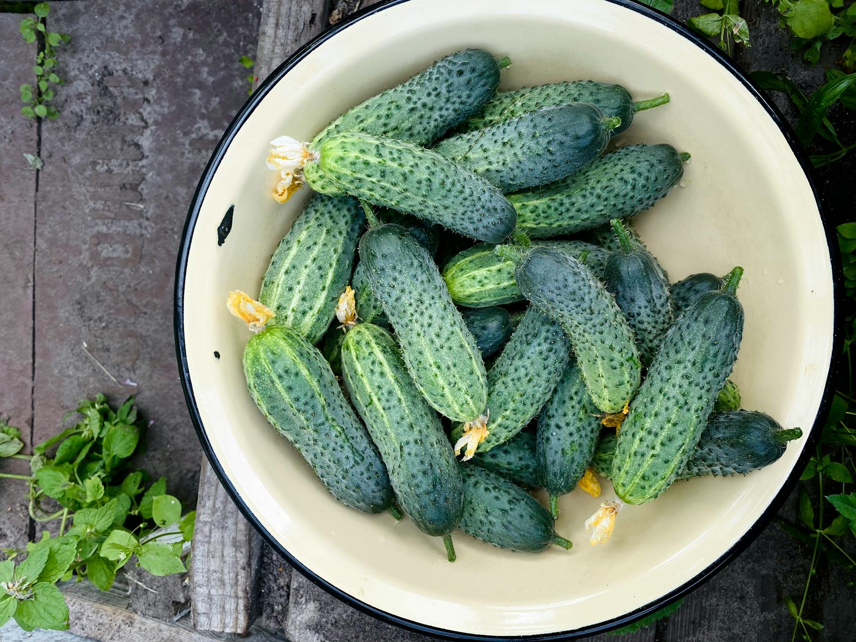 Why Some Cats Are Startled by Cucumbers