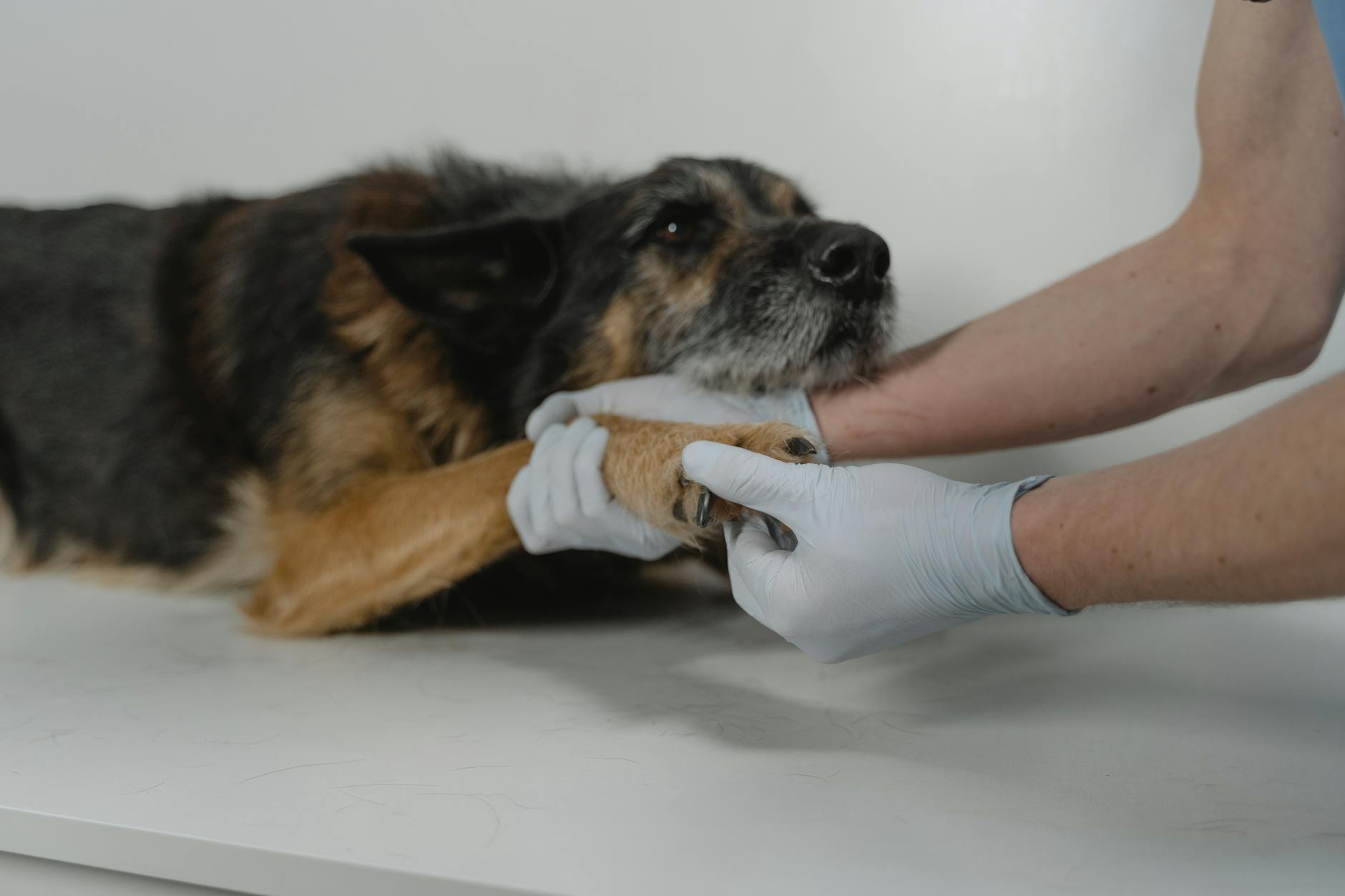 Why Veterinarians Recommend Water Fountains for Cats