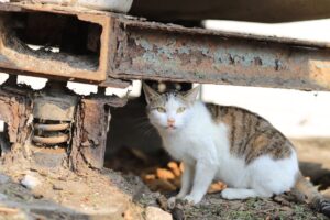 Abandoned Feline Adopts and Raises Infant Primate in Touching Video - Featured image