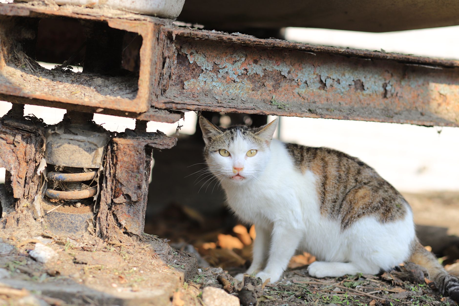 Abandoned Feline Adopts and Raises Infant Primate in Touching Video - Featured image