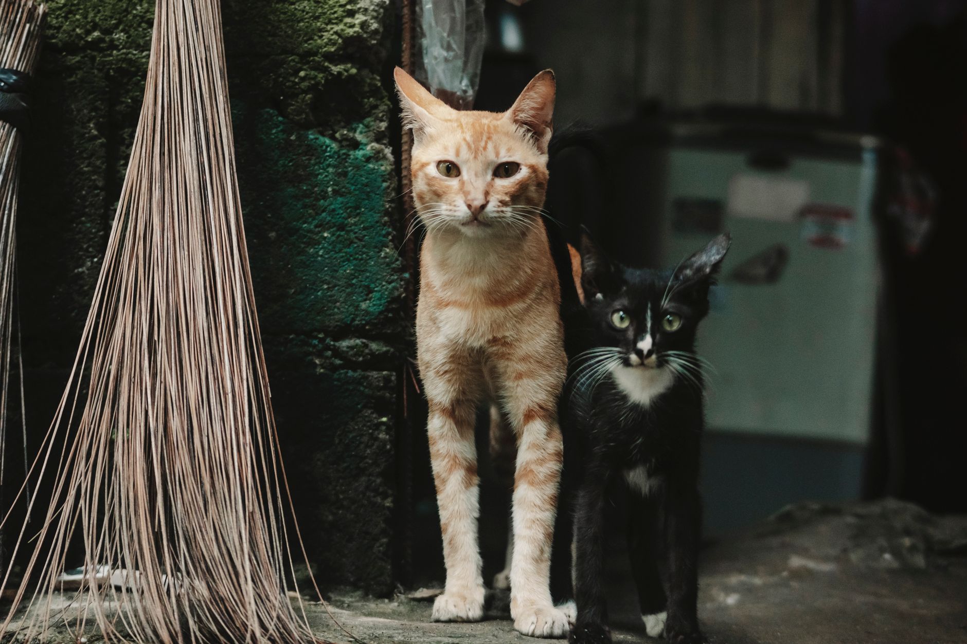 Affordable Pet Bed At Target Adds Designer Home Decor Appeal For Cat Lovers - Featured image