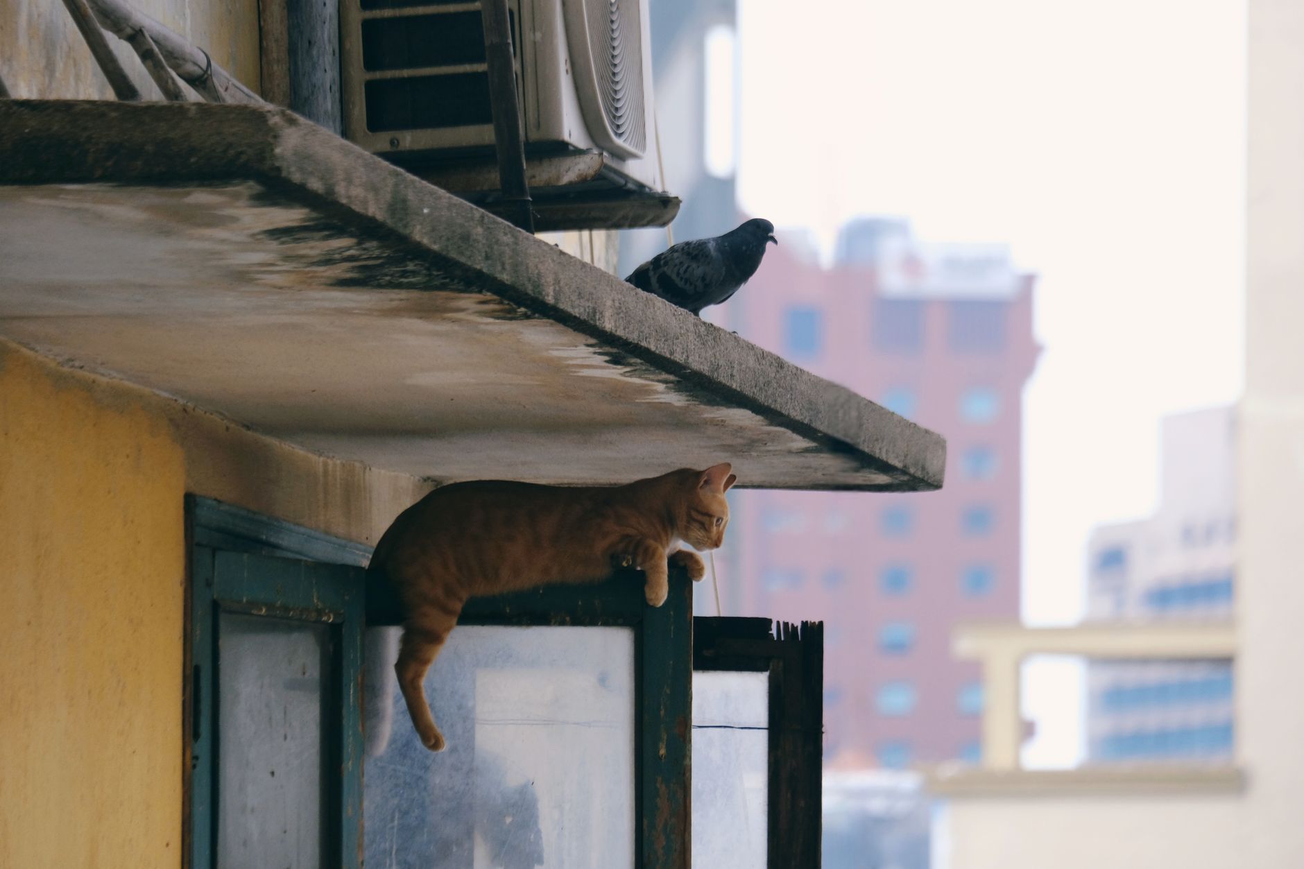 Air quality matters for cat patios: protect your outdoor catio space - Featured image
