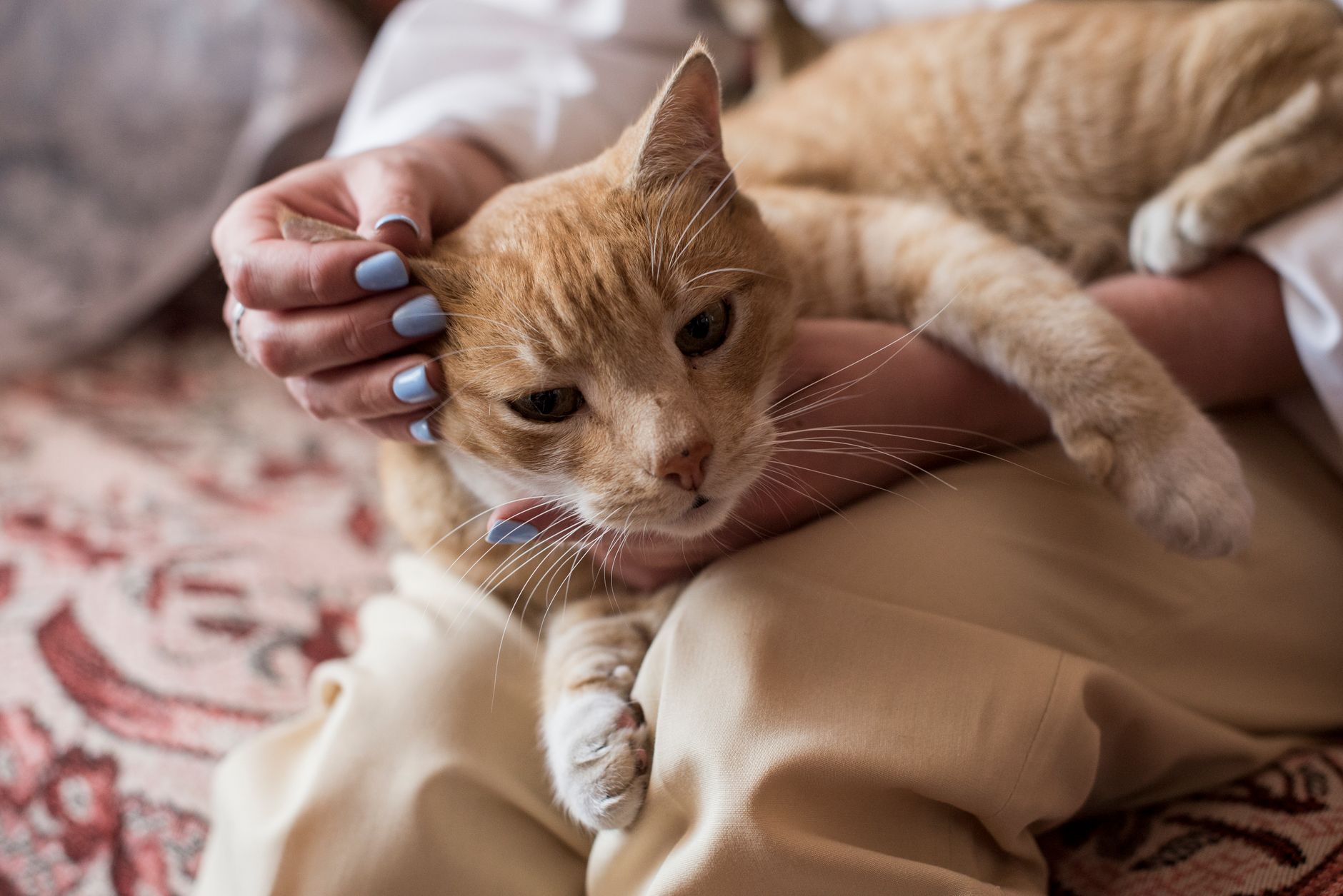 Animal Care Rescue Teams Lauded For Quick Action Discovering Injured Pet - Featured image