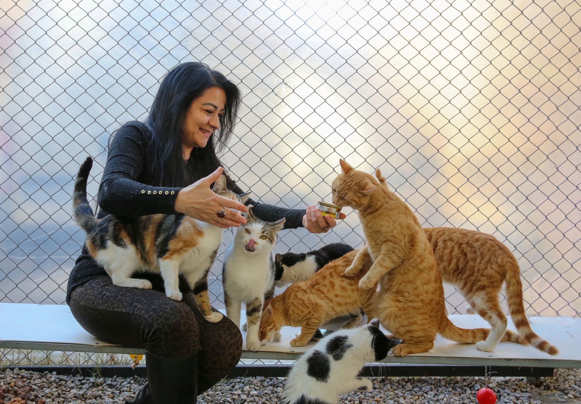Animal Rescue Team Saves 20 Kittens Found Abandoned In Rural Drainage Area - Featured image