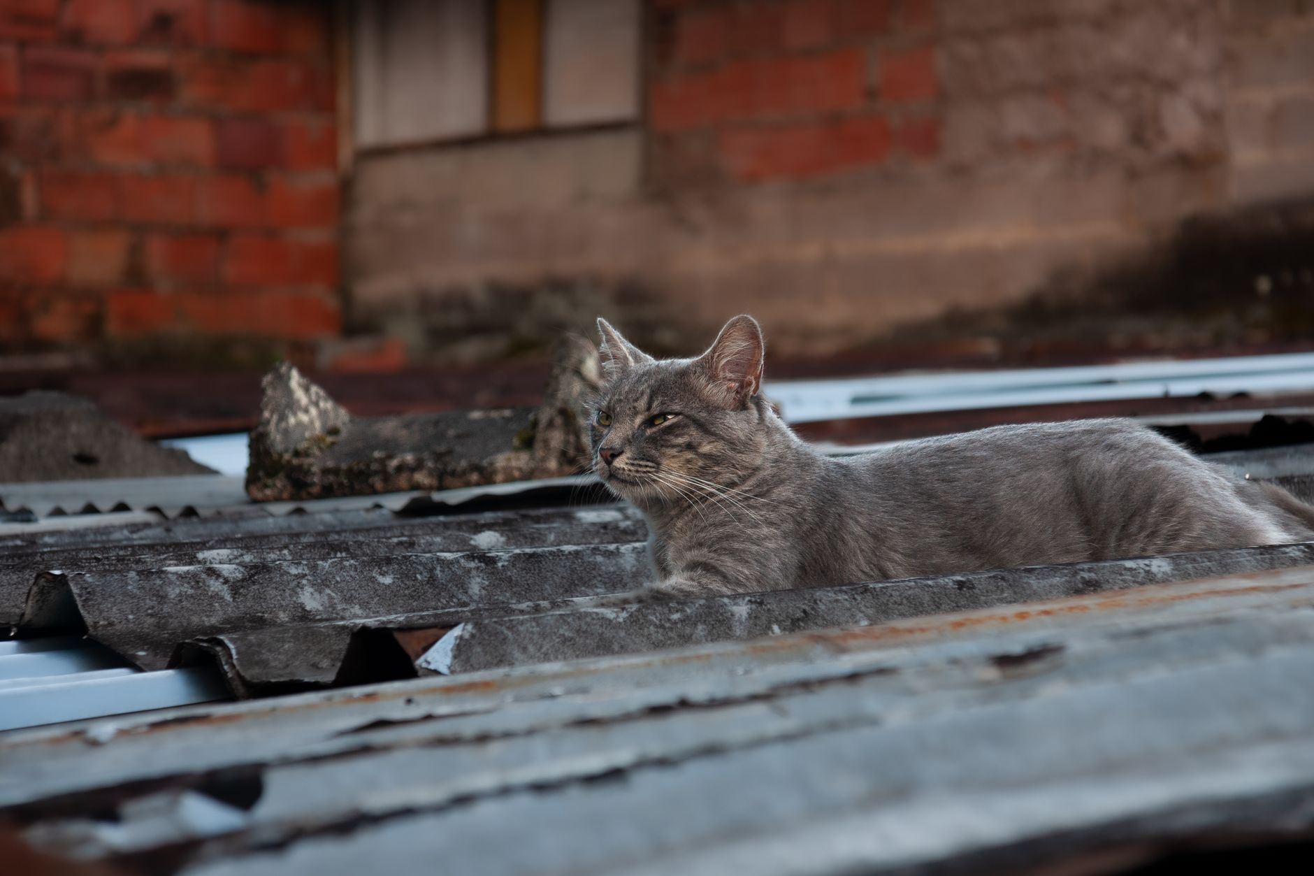 Build Your Feline Collection Through DNA Combinations Simulation Game Online - Featured image
