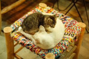 Cat tours Minneapolis neighborhood gain popularity among pet lovers visiting regional destination - Featured image
