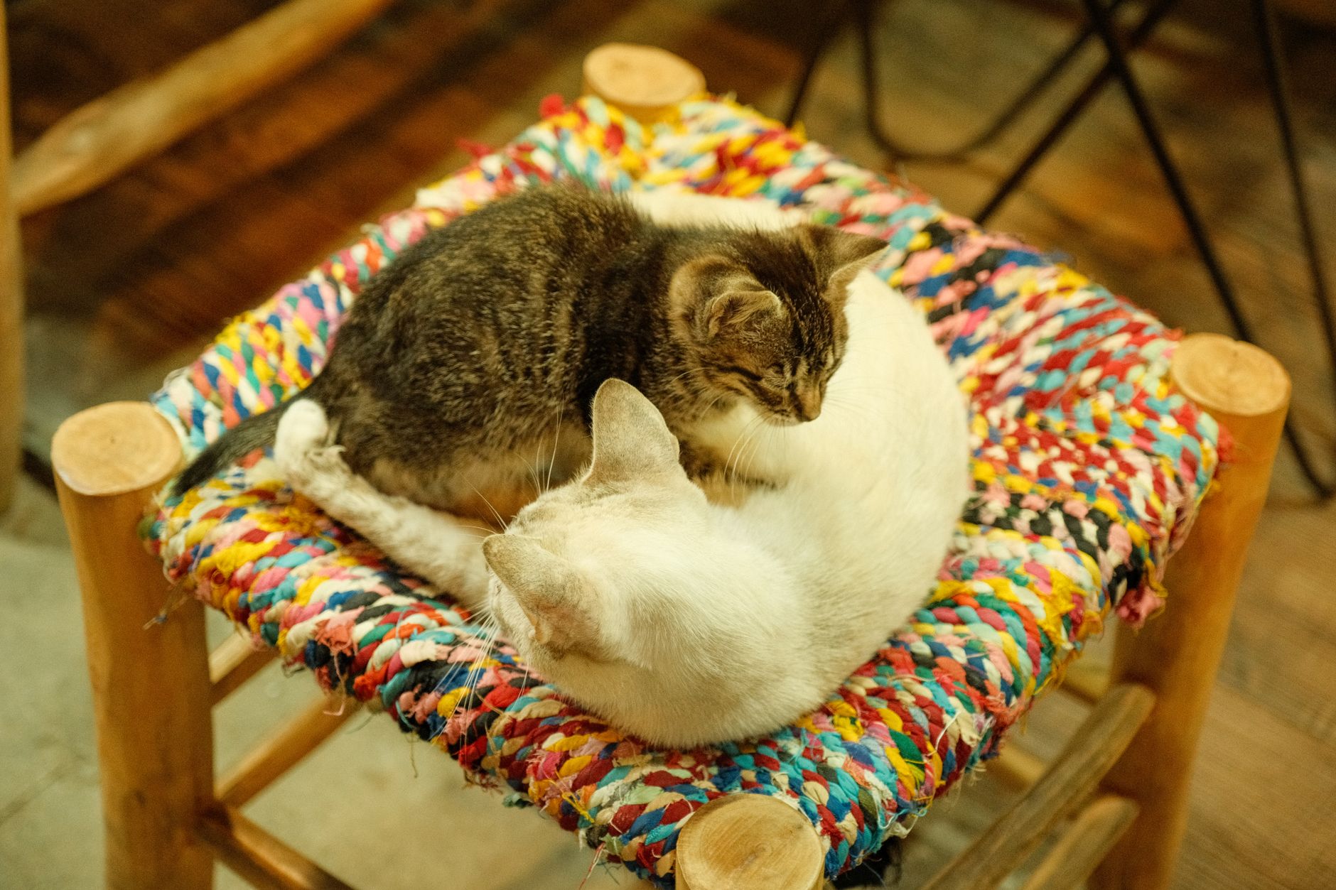 Cat tours Minneapolis neighborhood gain popularity among pet lovers visiting regional destination - Featured image