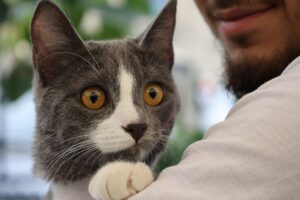 Chicago Man Receives Conviction for Felony Animal Cruelty Involving Felines - Featured image
