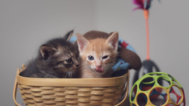 Clarksville Kitten Rescued from Storm Drain After Multi-Day Rescue Effort - Featured image