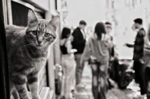 Daily habits that secretly stress your cat and trigger behavior issues - Featured image