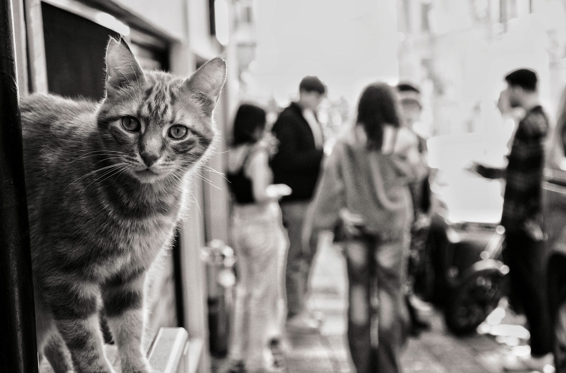 Daily habits that secretly stress your cat and trigger behavior issues - Featured image