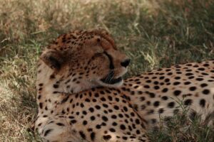 Endangered African Feline Species Emerges as Real Through Accidental Footage Discovery - Featured image