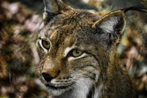Endangered Lynx Kitten Now Living At New Bedford Zoo Habitat - Featured image