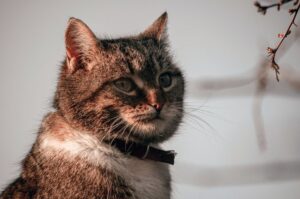 Feline-focused walking tour Minnesota gets thousands of visitors seeking unique neighborhood experience daily - Featured image