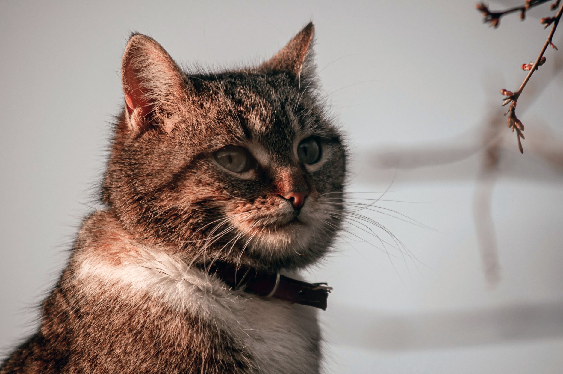 Feline-focused walking tour Minnesota gets thousands of visitors seeking unique neighborhood experience daily - Featured image
