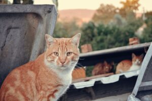 Feral Cats Found Neglected in Redford Township: Residents Demand Action on Animal Welfare - Featured image