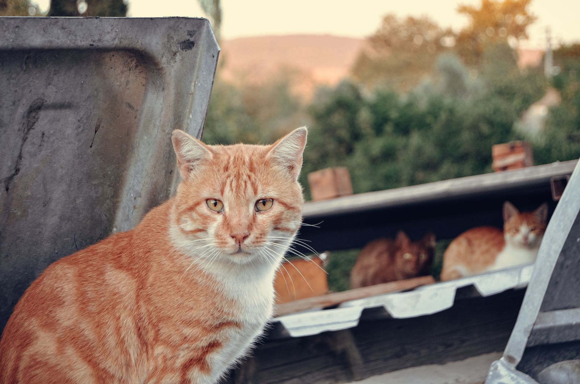 Feral Cats Found Neglected in Redford Township: Residents Demand Action on Animal Welfare - Featured image