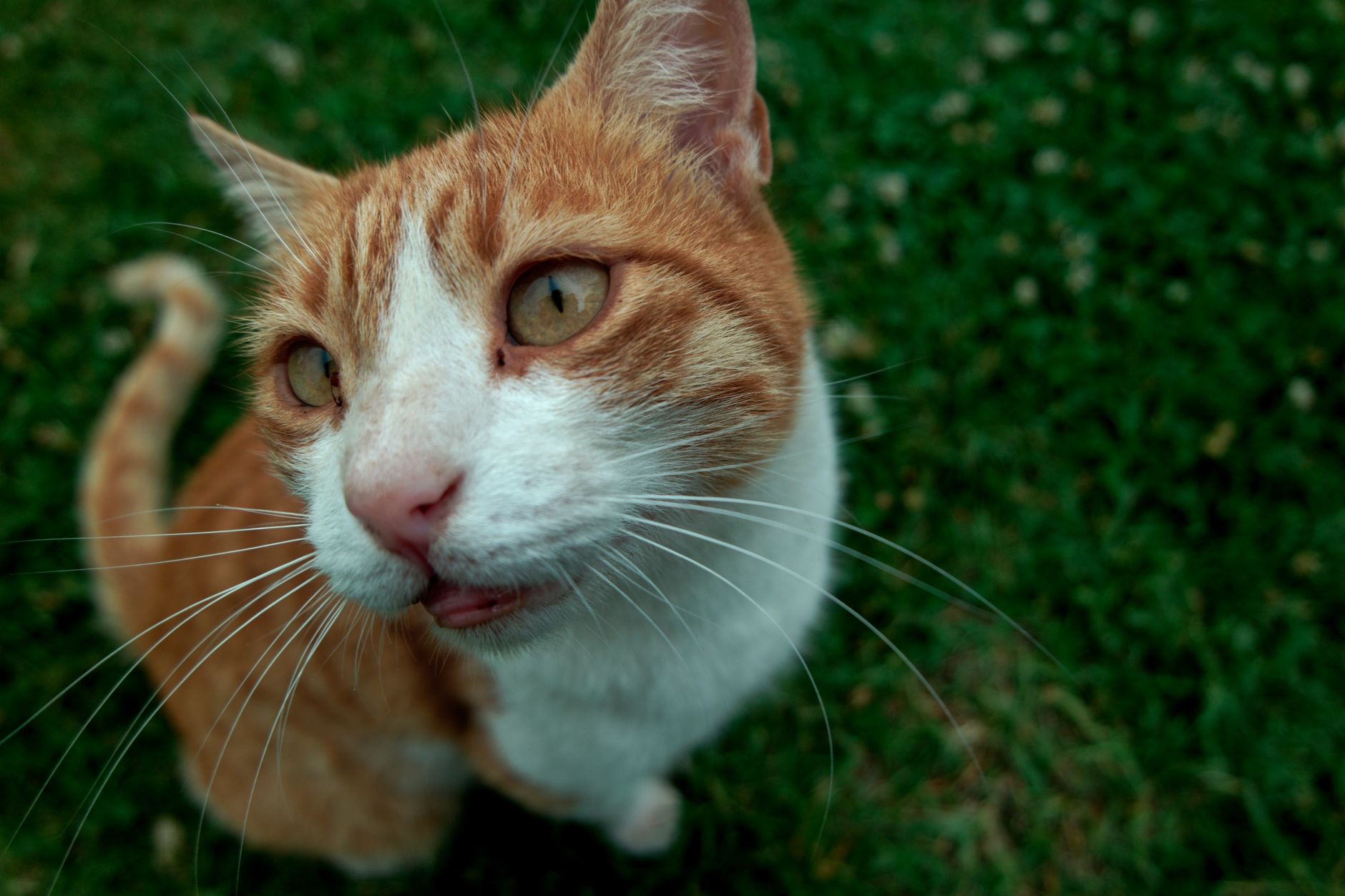 Funny orange Persian kitty enforces his house rules on his family - Featured image