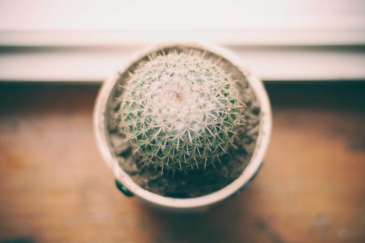 Gradual Introduction Techniques for Safe and Positive Stranger Meetings