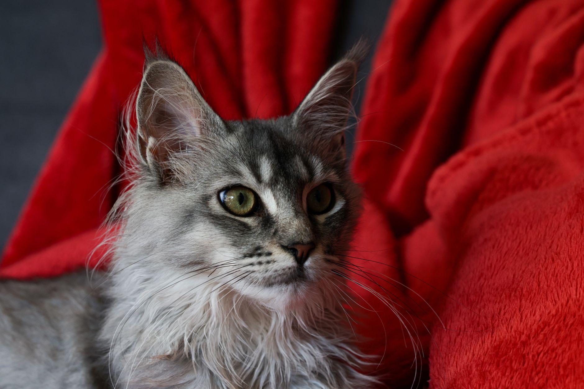 How Fast Do Maine Coon Kittens Grow? This Kitten's 7-Day Transformation Shows It All - Featured image