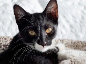 How to Adopt Rescue Cats Through Professional Feline Matching Services - Featured image