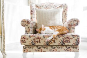 How To Find Furniture-Style Cat Scratchers On Amazon That Match Home Decor - Featured image