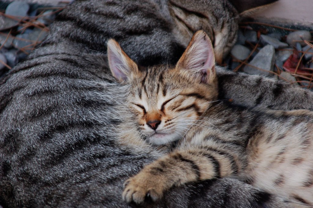 is it safe for cats to be around incense - Featured image