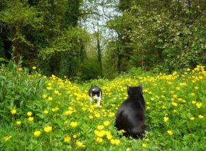 is it safe for cats to be near disinfectant sprays - Featured image