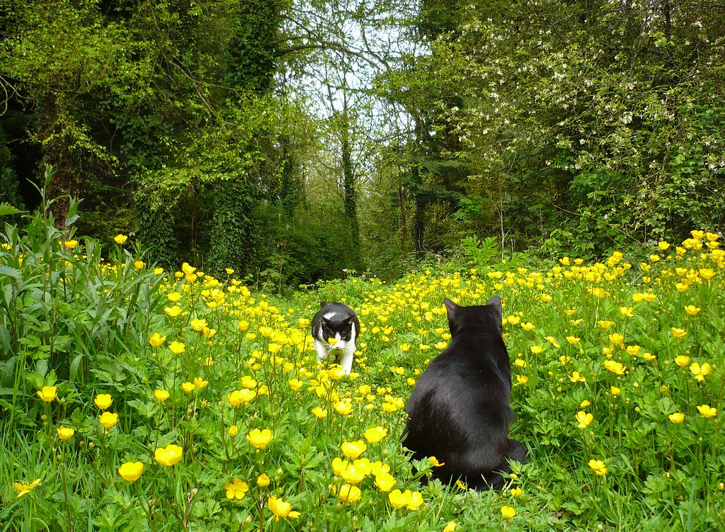 is it safe for cats to be near disinfectant sprays - Featured image