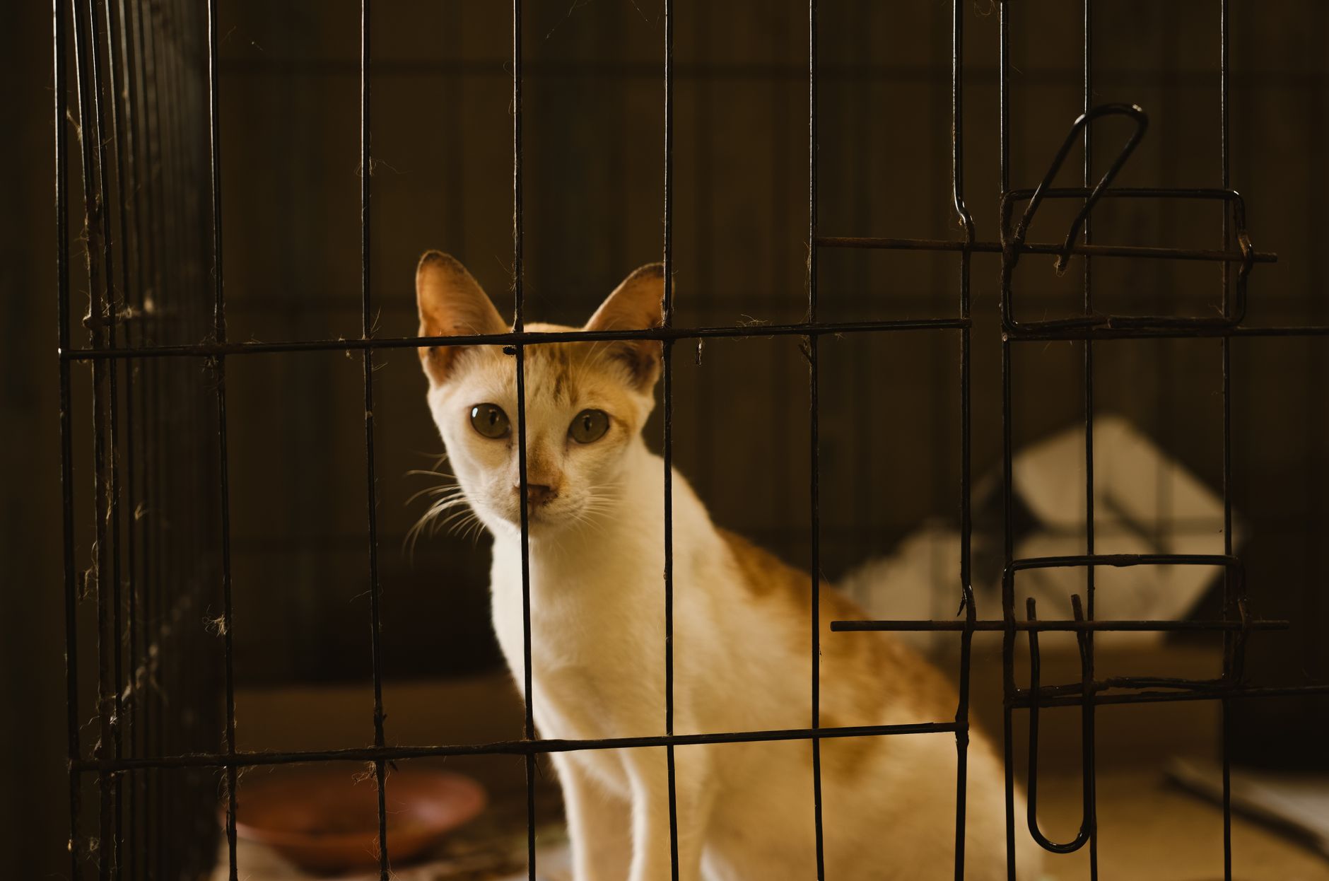 is it safe for cats to be sprayed with water - Featured image