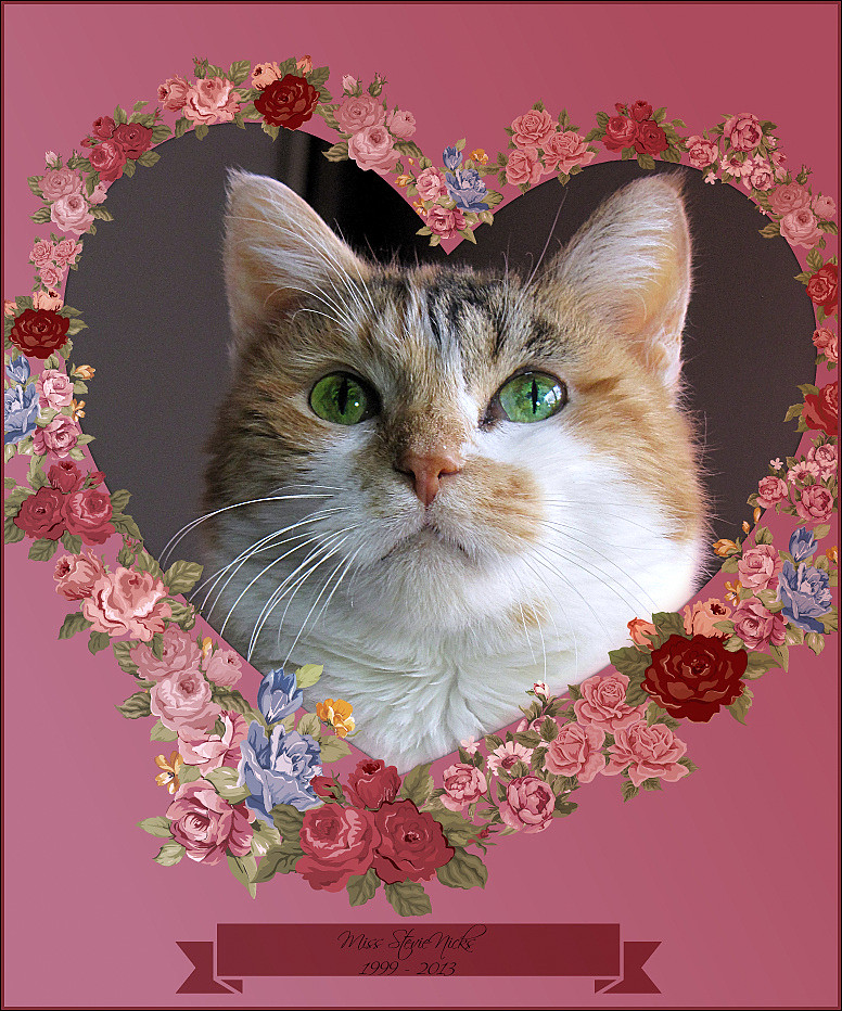 is it safe for cats to change litter types - Featured image