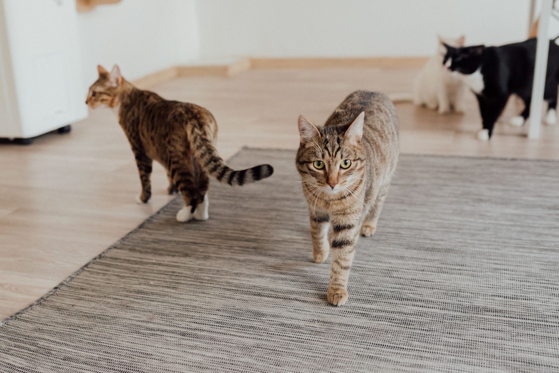 is it safe for cats to chew on cardboard - Featured image