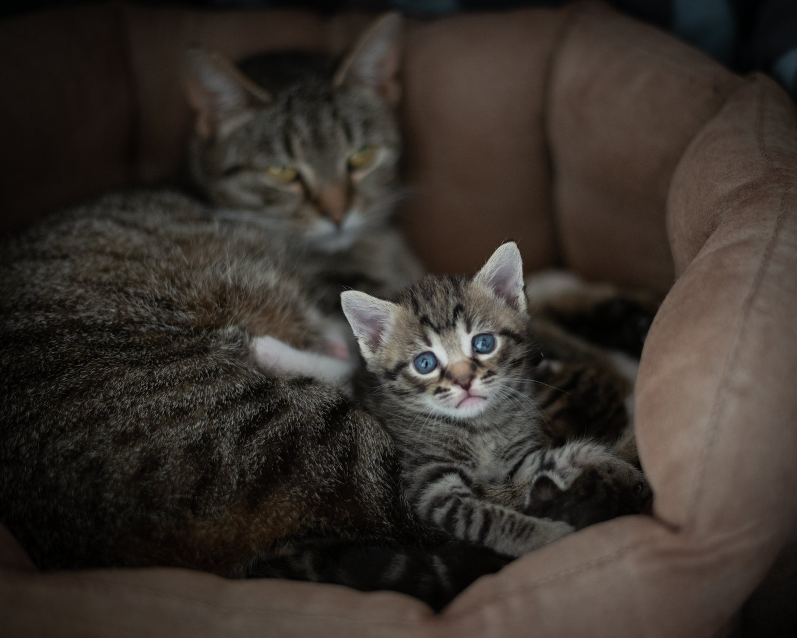 is it safe for cats to chew on wires - Featured image